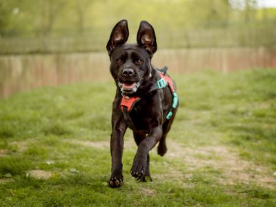 Bella Boo | Retriever (Labrador) Cross | Kenilworth (West Midlands) - 4