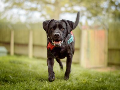 Bella Boo | Retriever (Labrador) Cross | Kenilworth (West Midlands) - 2