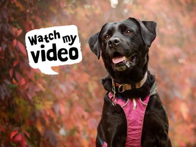 Bella Boo | Retriever (Labrador) Cross | Kenilworth (West Midlands) - 4