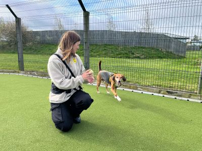 Maxi | Harrier Cross | Evesham (Worcestershire) - 3