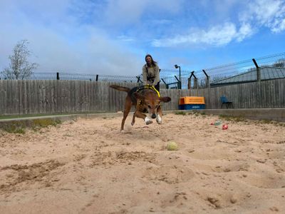 Maxi | Harrier Cross | Evesham (Worcestershire) - 5