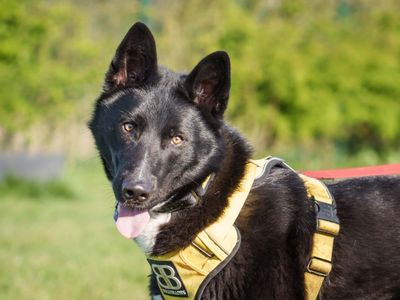 Freddie | German Shepherd Dog Cross | Loughborough - 5