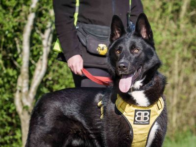Freddie | German Shepherd Dog Cross | Loughborough - 3