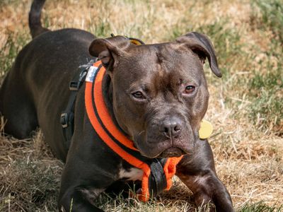 Mikey | Terrier (Staffordshire Bull) Cross | Loughborough - 5