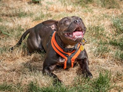 Mikey | Terrier (Staffordshire Bull) Cross | Loughborough - 3