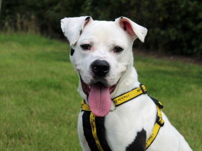 Chelsea | American Bulldog Cross | Darlington - 5