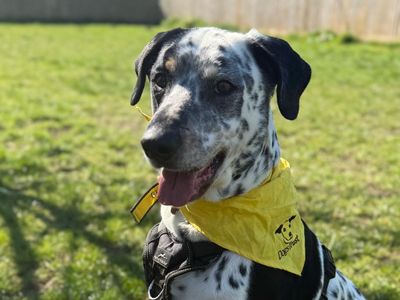 Shiloh | Dalmatian Cross | Shrewsbury (Shropshire) - 3