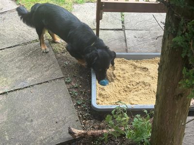 Rocco | Dachshund (Long Haired) Cross | Manchester - 1
