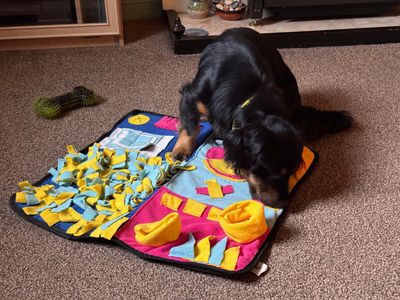 Rocco | Dachshund (Long Haired) Cross | Manchester - 3