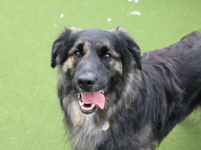 Haggis | Collie (Border) Cross | Glasgow - 5