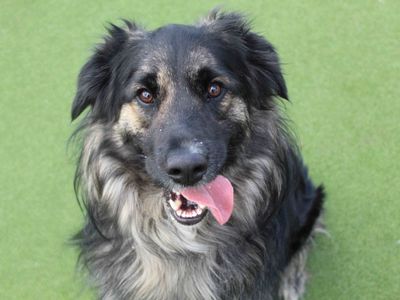 Haggis | Collie (Border) Cross | Glasgow - 5