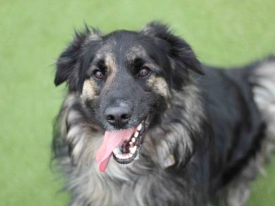 Haggis | Collie (Border) Cross | Glasgow - 3