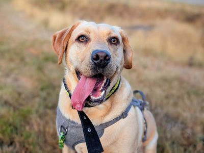 Rees | Retriever (Labrador) | Cardiff - 3