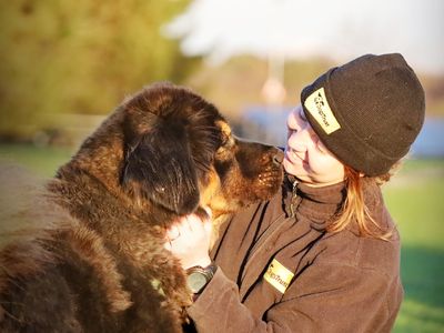 Oliver | Tibetan Mastiff Cross | Leeds - 2