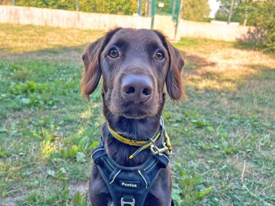 Andy Pandy Pudding And Pie, a 3 years old male English Springer Spaniel available for adoption from Dogs Trust in Wiltshire