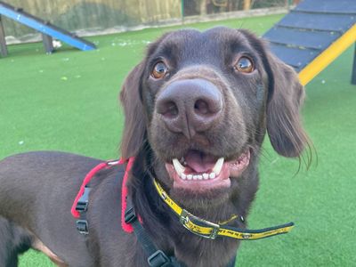 Andy Pandy Pudding and Pie | Spaniel (English Springer) | Salisbury (Wiltshire) - 5