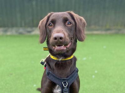 Andy Pandy Pudding and Pie | Spaniel (English Springer) | Salisbury (Wiltshire) - 3