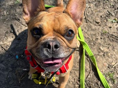 Coco | French Bulldog | Canterbury