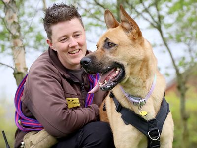 Buddy, a 2 years old male German Shepherd X Crossbreed available for adoption from Dogs Trust in West Yorkshire