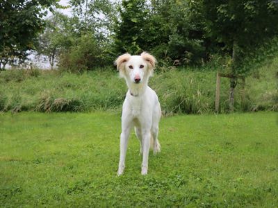 Nova, a 6 years old male Saluki X available for adoption from Dogs Trust in County Durham