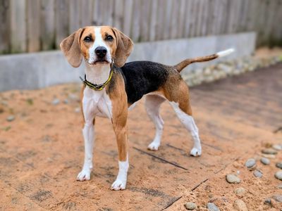 Tootsie | Beagle | Cardiff - 5