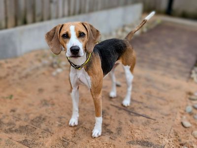 Tootsie | Beagle | Cardiff - 3