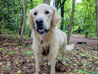Borris, a 2 years old male Golden Retriever available for adoption from Dogs Trust in Northern Ireland