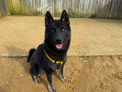 Nero | Siberian Husky | Evesham (Worcestershire) - 5