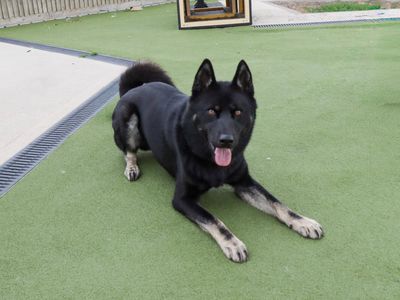 Nero, a 4 years old male Siberian Husky available for adoption from Dogs Trust in Evesham (Worcestershire)