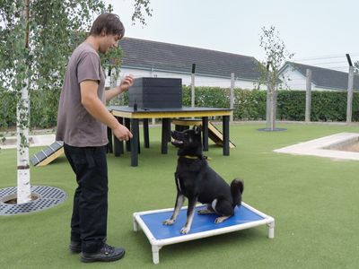 Nero | Siberian Husky | Evesham (Worcestershire) - 3