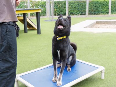 Nero | Siberian Husky | Evesham (Worcestershire) - 5