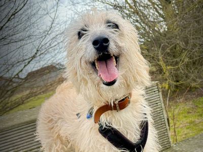 Daisy | Lurcher | Leeds - 1