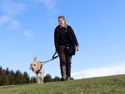 Daisy | Lurcher | Leeds - 3