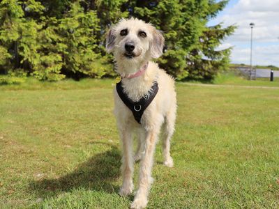 Daisy | Lurcher | Leeds - 2