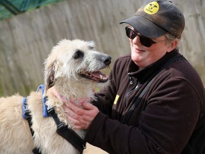 Daisy | Lurcher | Leeds - 4