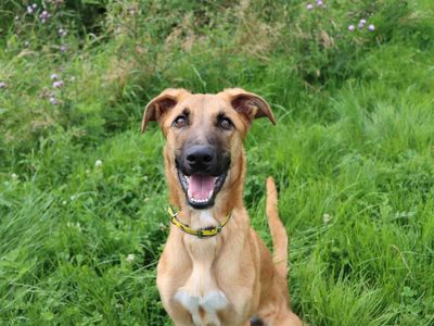 Blain | Lurcher Cross | Darlington - 1