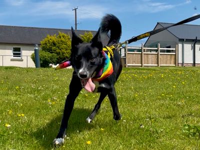 Margot | Collie (Border) | Ballymena (Northern Ireland) - 5