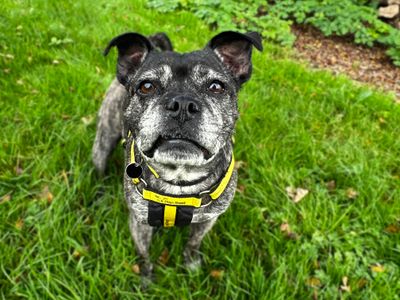 Lola Lou | Terrier (Staffordshire Bull) Cross | Shoreham (Sussex) - 4