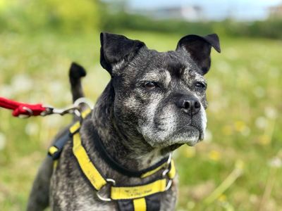 Lola Lou | Terrier (Staffordshire Bull) Cross | Shoreham (Sussex) - 4
