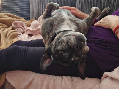 Lola Lou | Terrier (Staffordshire Bull) Cross | Shoreham (Sussex) - 4