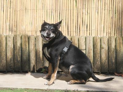 Missy | Terrier (Jack Russell) Cross | Merseyside (Liverpool) - 4