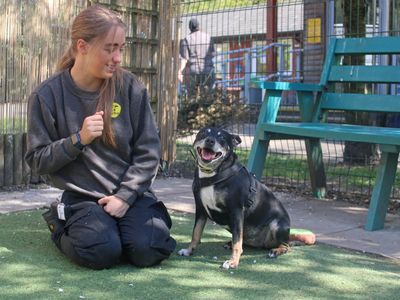 Missy | Terrier (Jack Russell) Cross | Merseyside (Liverpool) - 2