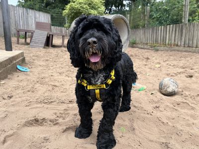 Ernie | Spaniel (English Springer) Cross | Ilfracombe - 3