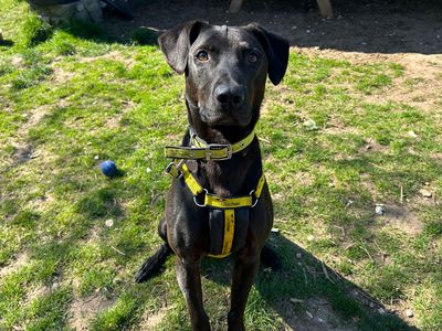 Cole | Retriever (Labrador) Cross | Snetterton (Norfolk) - 3