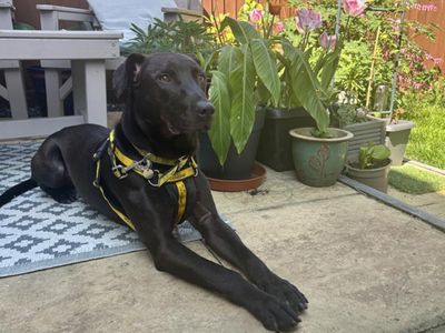 Cole | Retriever (Labrador) Cross | Snetterton (Norfolk) - 3