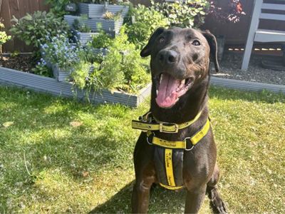 Cole | Retriever (Labrador) Cross | Snetterton (Norfolk) - 1