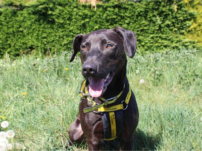 Cole | Retriever (Labrador) Cross | Snetterton (Norfolk) - 5