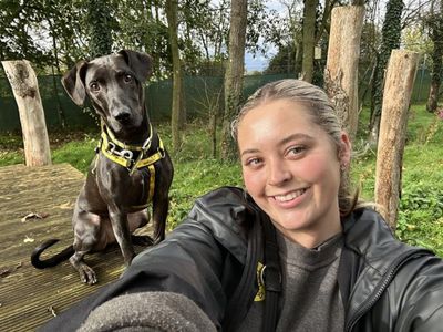 Cole | Retriever (Labrador) Cross | Snetterton (Norfolk) - 3