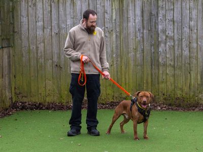 Sebie | Terrier (Staffordshire Bull) Cross | Loughborough - 2