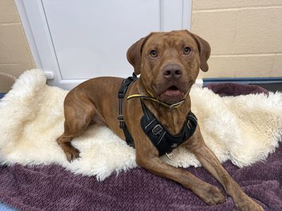 Sebie | Terrier (Staffordshire Bull) Cross | Loughborough - 3